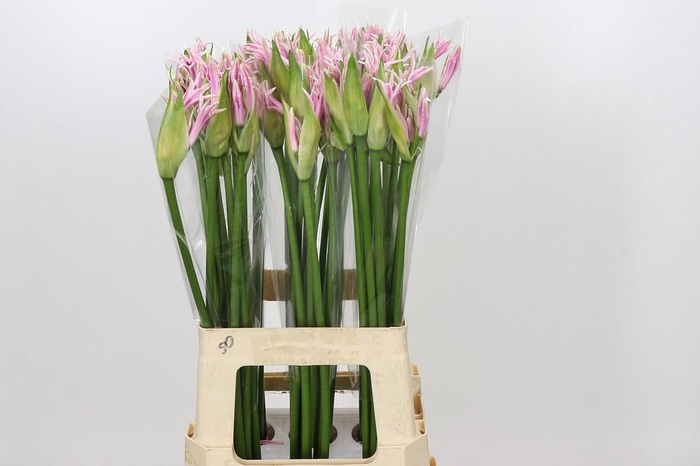 <h4>Nerine Berenice</h4>