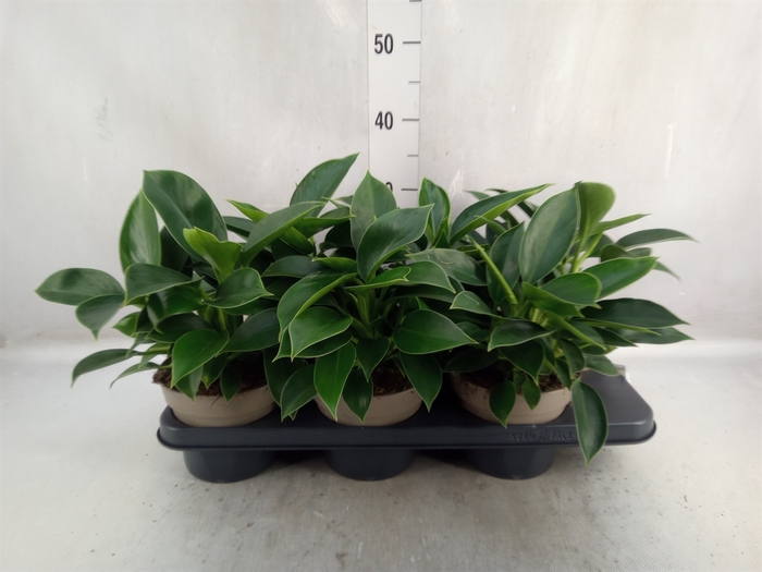 <h4>Philodendron  'Green Princess'</h4>