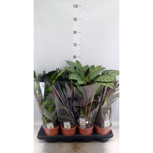 Calathea   ...mix 3