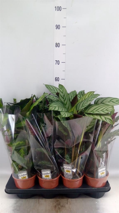 <h4>Calathea   ...mix 3</h4>