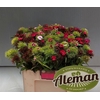 Dianthus Br Gemengd