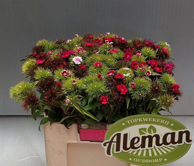 <h4>Dianthus Br Gemengd</h4>