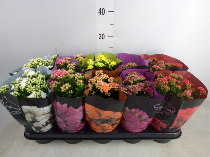 <h4>Kalanchoe blos.   ..rosebud rs fl 5</h4>