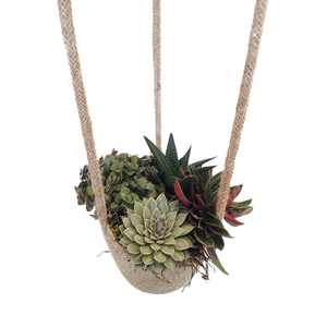 JH13ECLR Jute hangmand mini succulentmix