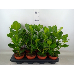 Clusia rosea 'Princess'