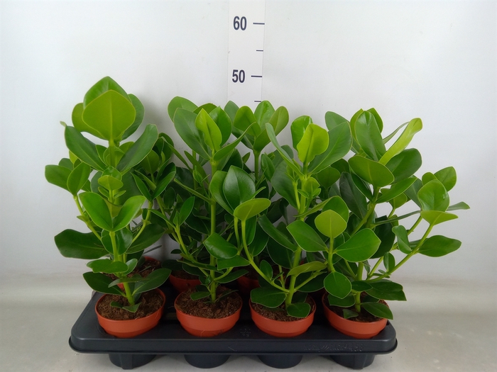 <h4>Clusia rosea 'Princess'</h4>