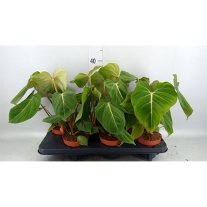 Philodendron gloriosum