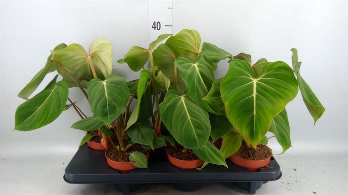 <h4>Philodendron gloriosum</h4>