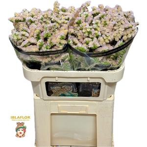 Lim S Apri Sun Birds