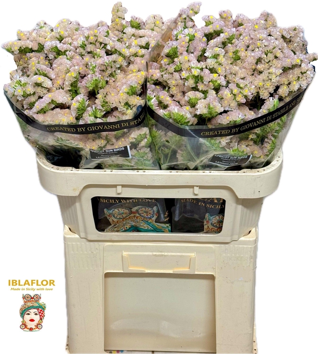 <h4>Lim S Apri Sun Birds</h4>