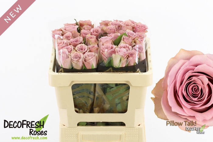 <h4>R Gr Pillow Talk</h4>