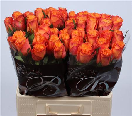 <h4>R Gr Confidential</h4>