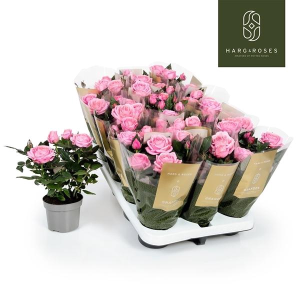 <h4>Rosa Adele Kordana Grande</h4>