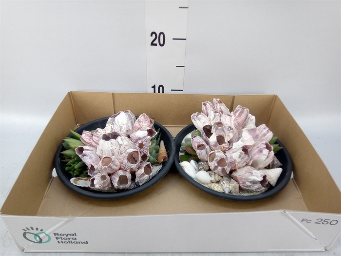 <h4>Planten  ..in schelp L%</h4>