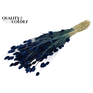 Phalaris per bunch Dark Blue