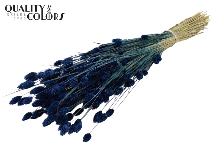 <h4>Phalaris per bunch Dark Blue</h4>