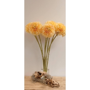 DAHLIA PEACH FL440337PEA L65