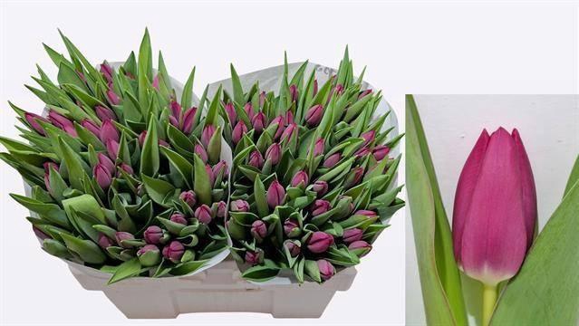 <h4>TU EN PINK ARDOUR</h4>