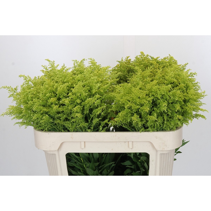 <h4>Solidago Tara Gold Buiten</h4>
