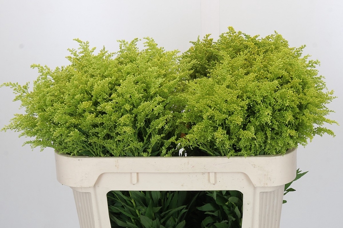Solidago Tara Gold Buiten
