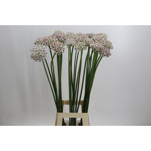 Allium  'Silverspring'