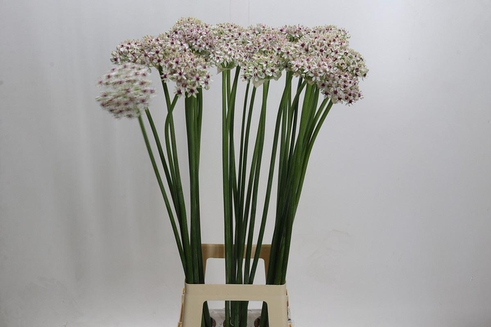 <h4>Allium  'Silverspring'</h4>