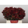 Leucadendron Blush Spray