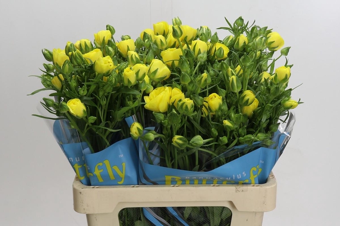 Ranunculus Butterfly Phytalos