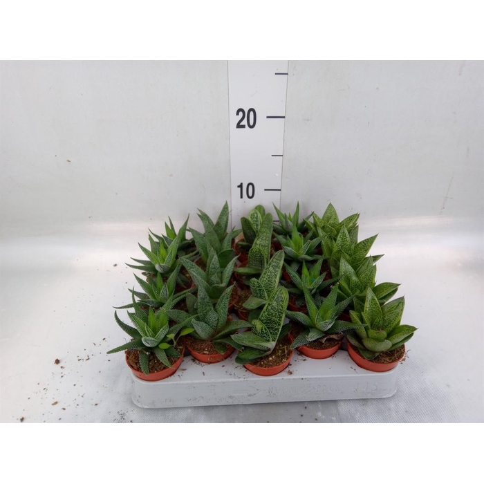 <h4>Aloe   ...mix</h4>