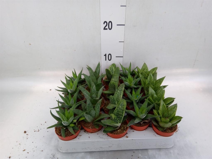 <h4>Aloe ...mix</h4>