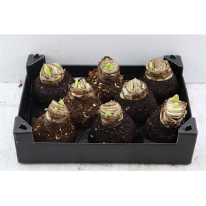 Wax Hipp Spice Mixed Winter Scented