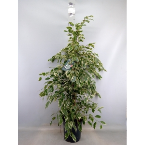 Ficus benja. 'Twilight'