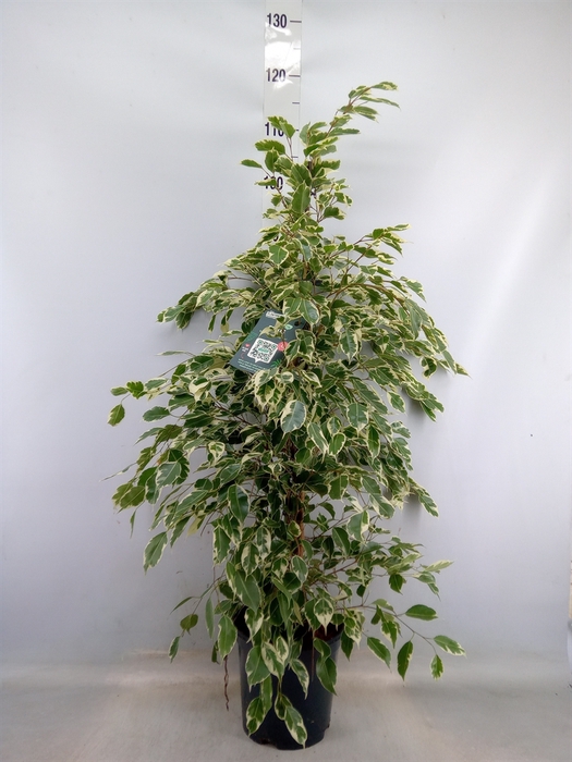 <h4>Ficus benja. 'Twilight'</h4>