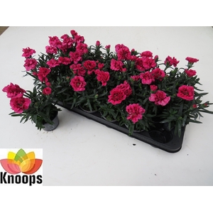 DIAN OSC PURPLE WING