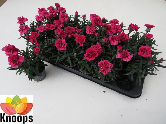 <h4>DIAN OSC PURPLE WING</h4>