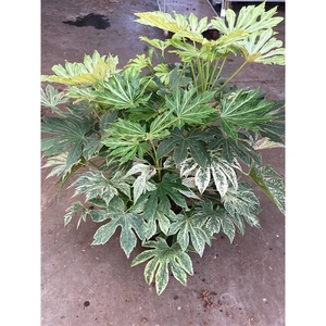 fatsia japonica Spiderweb