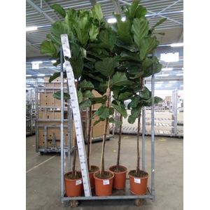 Ficus lyrata