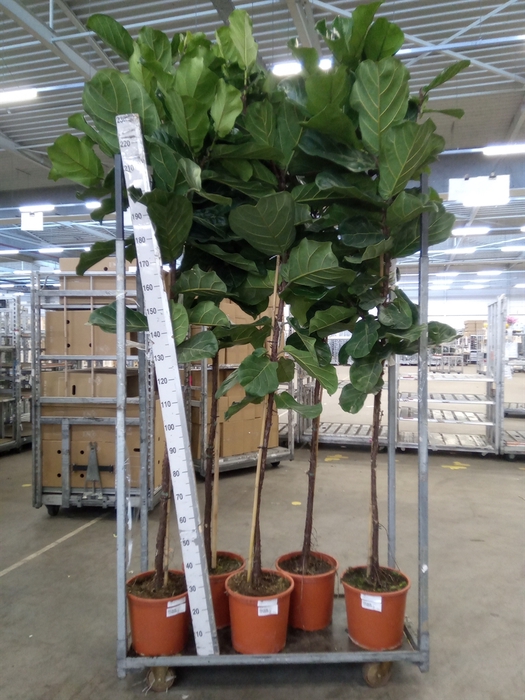 <h4>Ficus lyrata</h4>