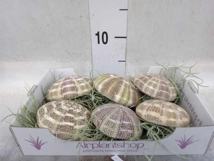 <h4>Tillandsia usneoides</h4>