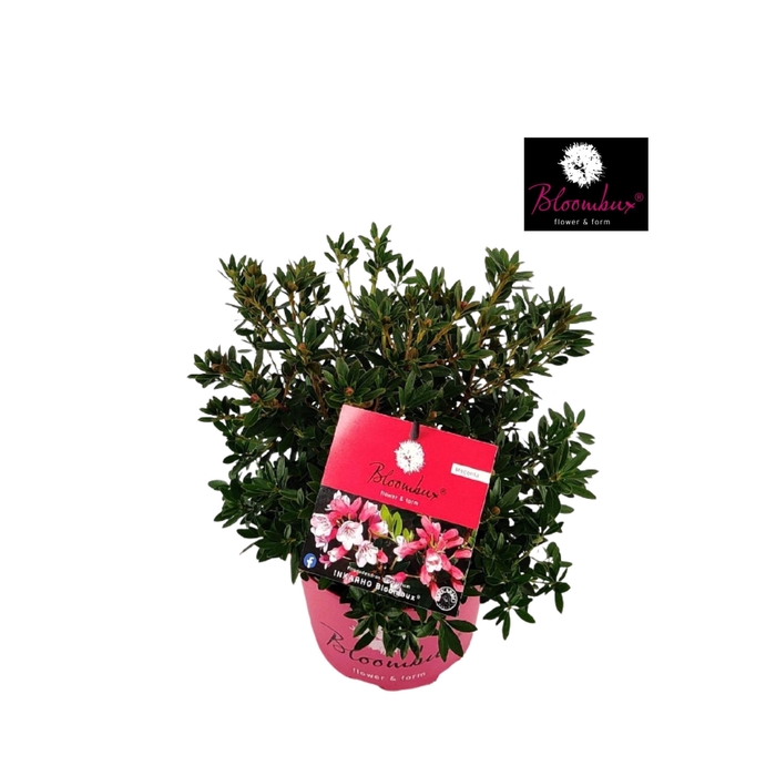 <h4>Rhododendron Bloombux Magenta C2 20-30'</h4>
