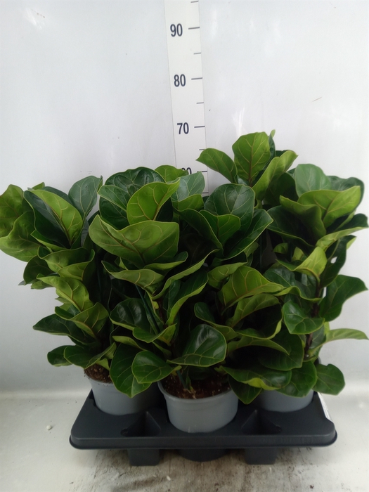 <h4>Ficus lyrata 'Bambino'</h4>