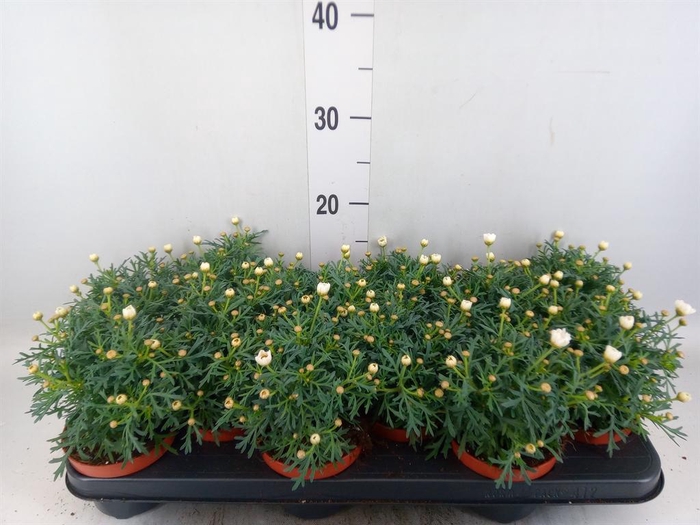 <h4>Argyranthemum  'La Rita White'</h4>