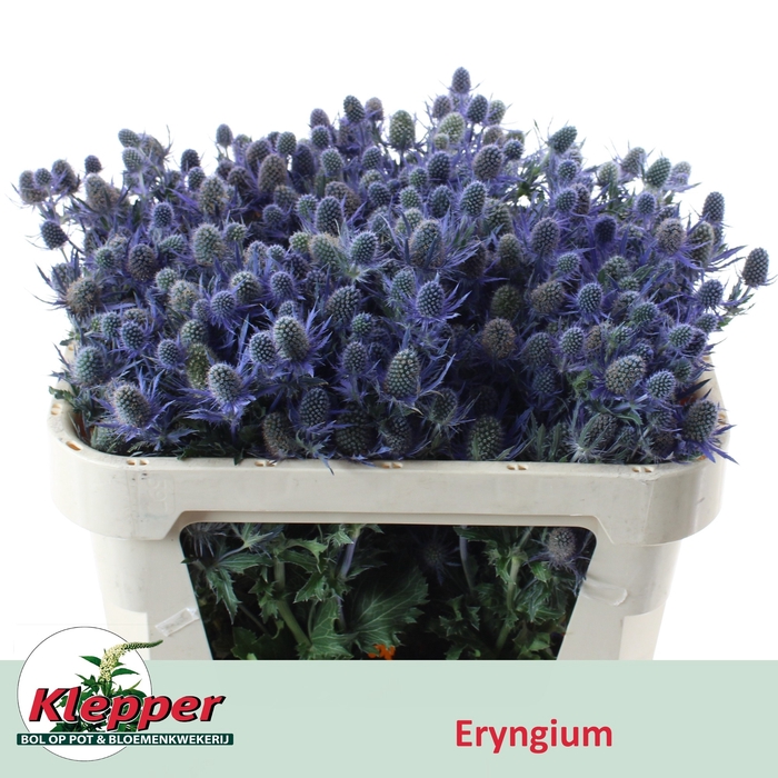 <h4>ERYN MAG BLUE LAGOON</h4>