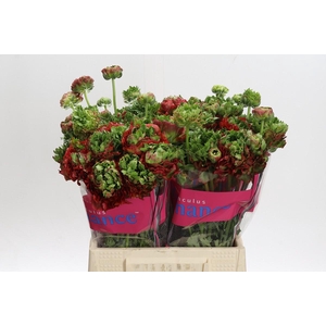 Ranunculus Romance Crown Bastille