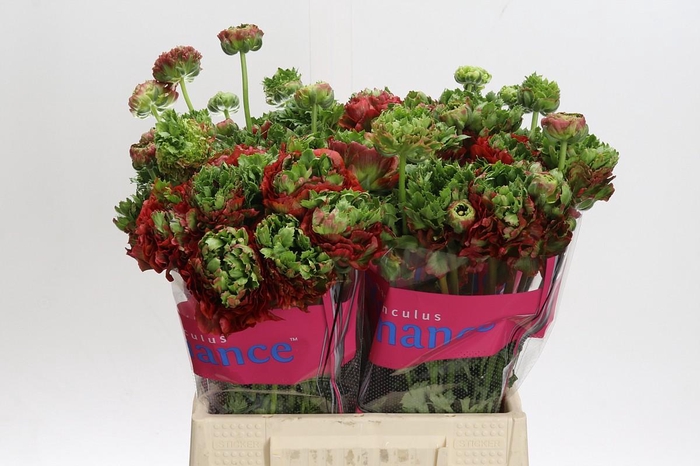 Ranunculus Romance Crown Bastille