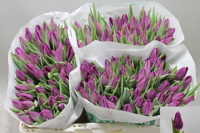 <h4>TU EN PURP SURPRISE</h4>