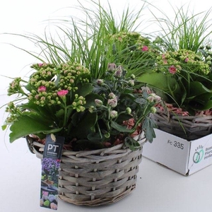 ARR TUINPLANTEN