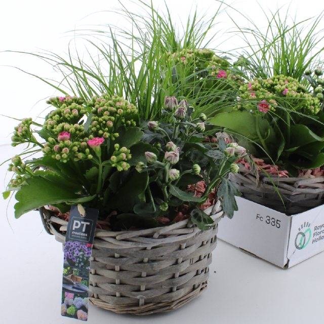<h4>ARR TUINPLANTEN</h4>