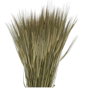 Dried flowers Barley 50cm