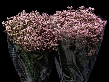 <h4>Limonium Light Pink</h4>